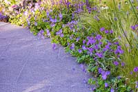 Verbena rigida underplanted with Geranium 'Rozanne', beside a granite path. Garden: The NSPCC Legacy Garden. 