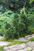 Border planting of Pinus thunbergii 'Thunderhead' and Alchemilla mollis. Garden: Green is the Colour. 