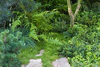 Border planting of Sesleria caerulea, Dryopteris filix-mas and Cornus canadensis. Garden: Green is the Colour. 