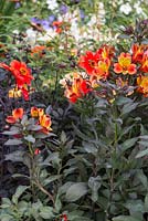 Border planting of Alstroemeria and Dahlia 'Enchantment' Mystic series. Garden: A Hampton Garden. 