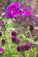 Phlox Paniculata 'Dusterlohe' and Allium sphaerocephalon. Hampton Court Flower Show 2014. Garden: The One Show Garden. Designer: Alexandra Noble. Sponsor: The One Show