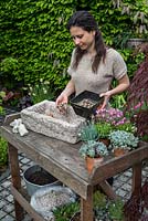 Woman planting a stone alpine trough with alpine plants. Alpine plants need good drainage, so cover the drainage holes first with crocks to prevent them becoming blocked and then cover with gravel to a depth of 2-3cm.