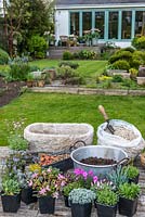 Practical step-by-step guide to planting a stone alpine trough with rock plants. In preparation, stone trough with drainage holes, bag of grit, bowl of John Innes No. 2, gravel, crocks and pots of alpine plants.