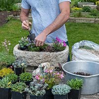 Practical step-by-step guide to planting a stone alpine trough with tiny rock plants. Once happy with the arrangement, plant by starting in one corner, and working toward the opposite one. Press each plant down firmly in turn, adding extra soil if necessary.