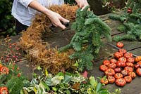 Woman making a Christmas wreath using a 40cm wire wreath frame, sphagnum moss, spruce, Short sprigs of spruce are pushed into the moss circle