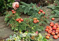 Woman making a Christmas wreath using a 40cm wire wreath frame, sphagnum moss, spruce, dried pumpkins, rose hips and ribbon. Baby dried pumpkins, attached to short lengths of florists' wire, are pushed deep into the moss to hold in place.
