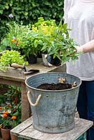 Planting a container herb garden. Step 4: remove the plants from their pots, carefully loosening the roots.