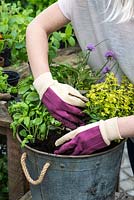 Planting a container herb garden. Step 11: Top up the container with potting compost and firm down to secure plants.
