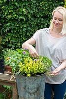 Planting a container herb garden step by step: harvesting herbs.