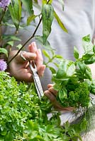 Harvesting herbs, cutting with scissors. Planting a container herb garden step by step