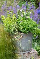 Herb planter. A galvanised steel bucket is planted with basil, golden curly oregano, variegated thyme, curly parsley, chives and Vietmanese coriander.