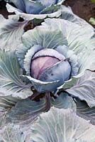 Brassica - Cabbage 'Red Jewel'