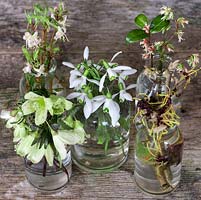 Fragrant winter posie step by step in January: Cut flowers in glass bottles, picked ready to make a scented winter posie from these fragrant flowering shrubs - witch hazel, shrubby honeysuckle, winter box, Clematis cirrhosa var balearica and snowdrops.