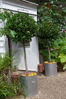 Standard Bay trees planted in galvanised dustbins mulched with oranges, outside home office. Beyond, Pumpkin foliage and Sunflowers. 