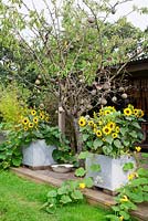 Decked verandah with galvanised old water tanks full of dwarf sunflowers - Helianthus annuus 'Irish Eyes' and Pumpkin 'Munchkin' and 'Little Gem'. Plum tree living sculpture with hanging coconut shells, wooden mobiles and birdhouse. 