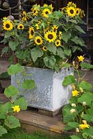 Galvanised old water tank full of dwarf sunflower - Helianthus annuus 'Irish Eyes' and Pumpkin 'Munchkin' and 'Little Gem' on   decked verandah. 