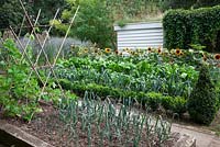 Vegetable garden with raised railway sleeper beds and Buxus hedging. French Beans 'White Lady', Leek 'St. Victor', Perpetual Spinach - Beta vulgaris and Rainbow Chard just seen, Helianthus annuus 'Firecracker' - sunflower.  massed Cornflowers with woven cloches on poles.
