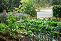 Vegetable garden with raised railway sleeper beds and Buxus hedging. French Beans 'White Lady', Leek 'St. Victor', Perpetual Spinach - Beta vulgaris, Rainbow Chard just seen, Helianthus annuus 'Firecracker' - sunflower.  massed Cornflowers with woven cloches on poles.