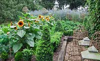 Vegetable garden with raised railway sleeper beds and Buxus hedging. Helianthus annuus 'Firecracker', Brassica oleracea - curly Kale. Perpetual Spinach - Beta vulgaris. Decorative willow and galvanised metal cloches.