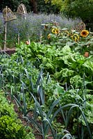 Vegetable garden, with raised railway sleeper beds, Leek 'St. Victor', Perpetual Spinach - Beta vulgaris, Helianthus annuus ' Firecracker', massed Cornflowers with woven cloches on poles.
