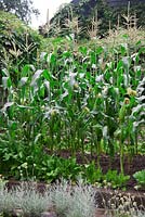 Sweetcorn underplanted with perpetual Spinach - beta vulgaris and edged with Helichrysum italicum - Curry Plant in railway sleeper raised beds, in  the vegetable garden.
