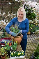 Step by step planting a spring container for Easter. Place the tallest plants centrally.