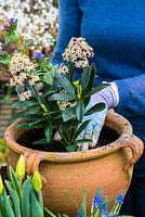 Planting a spring container for Easter. Planting the tallest plants, Skimmia and Pulmonaria in the centre of the pot.