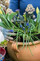 Step by step planting a spring container for Easter. Plant the Muscari, Bellis and Narssisus around the Skimmia.