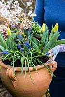 Planting a spring container for Easter. Planting the Muscari, Bellis and Narssisus around the Skimmia.