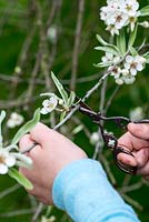 Making a Mother's day posie in April. Cutting pear blossom.
