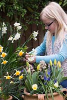 Child picking daffodils - Mother's day posie step by step in April. 