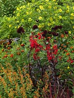 Lower garden hot border. Helianthus 'Lemon Queen', unknown dark red dahlia, Helenium Rubinswerg, Lobelia cardinalis 'Queen Victoria', Cuphea cyanea.