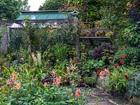 Flowerbeds with Dahlia 'Baby Royal',  pots of sedum, Aeonium arboreum, Eucomis comosa 'Cornwood' and zinnia with greenhouse and cold frame. On pergola, Rosa 'Warm Welcome'.
