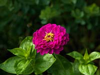 Zinnia 'Purple Prince', an annual that brightens borders and makes a good cut flower, flowering from late summer well into autumn.