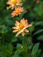 Dahlia 'Longwood Dainty', a peony shaped, small, light orange, double flowered dahlia, a tuber producing showy flowers from late summer well into autumn. September