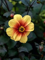 Dahlia 'Moonfire', a single flowered, yellow and gold dahlia with bronze foliage, a tuber producing showy flowers from late summer well into autumn. September