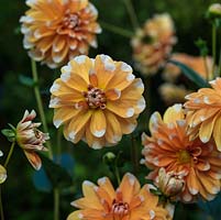 Dahlia 'Sugar Cane', a decorative dahlia with golden yellow blooms tipped with white, a tuber producing showy flowers from late summer well into autumn. October