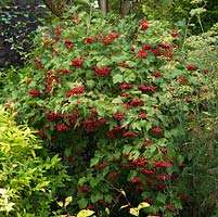 Viburnum opulus, Guelder rose, a vigorous deciduous shrub with white lacecap flowers from late spring, followed by bunches of small, bright red berries. Green leaves turn red in autumn.