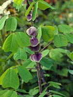Amicia zygomeris, a woody perennial with tall stems of heart shaped leaves and, for autumn, purple pea-like flowers. Can be tender, so often grown as annual.