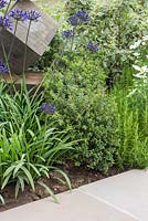Border planting of Agapanthus 'Northern Star', Rosmarinus officinalis and Ilex crenata, beside a stone path. Garden: One Hundred Years From Now. RHS Hampton Court Flower Show, July 2014