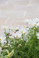 Cosmos bipinnatus 'Sonata White' Sonata series, with a view to a stone path. Garden: One Hundred Years From Now. 