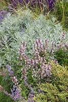 Border planting of Nepeta grandiflora 'Dawn To Dusk', Nepeta 'Six Hills Giant', Artemisia ludoviciana 'Silver Queen' and Juniperus. Garden: The Flintknapper's Garden - A Story of Thetford.