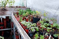 Inside a greenhouse insulated with bubble wrap with plant pots of young tender cuttings on shelving in Spring 