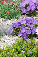 Lindernia grandiflora, Campanula carpatica 'Blue Clips' and Dianthus in gravel alpine garden 