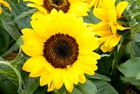 Helianthus annuus 'Choco Sun' - Dwarf multi-flowering Sunflower