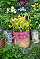 Collection of culinary herbs, grown in pots on steps in small courtyard. Pot of golden oregano growing in basket, flanked by pots of Greek basil and basil. Behind, violas.
