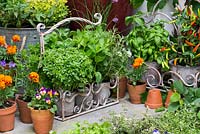 Collection of culinary herbs, grown in pots  on steps in small courtyard. Herbs: mint, basil, golden curly oregano, thyme, curly parsley, rosemary, chives and Vietnamese coriander. Flowers: French marigolds and edible violas. Pots of chilli peppers.
