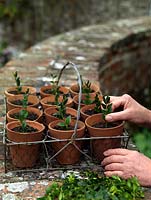 Box cuttings. Put each cutting into a pot of compost plus slow release fertiliser. Cuttings can be dipped into hormone rooting compound, having 'wounded' the base of the stem by paring away a sliver of bark - to increase the uptake of water and hormone.