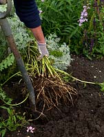 Taking cuttings of Acanthus. Root cuttings can be taken during mid to late autumn and winter, by digging up the plant when most dormant. 