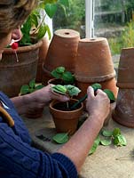 Softwood cuttings. Fill a small pot with compost and, using a dibber, insert one cutting per pot. Water well.